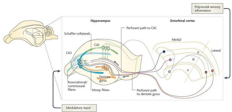 Characterizing the Hippocampal Dentate Gyrus during Recent and Remote ...